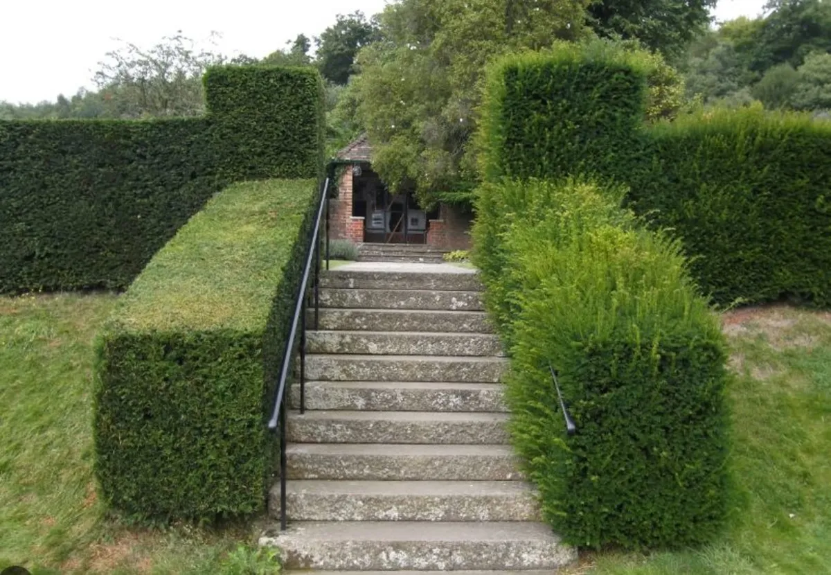 Hedge Cutting & Trimming Service   ✂️☘️☘️☘️ - Image 1