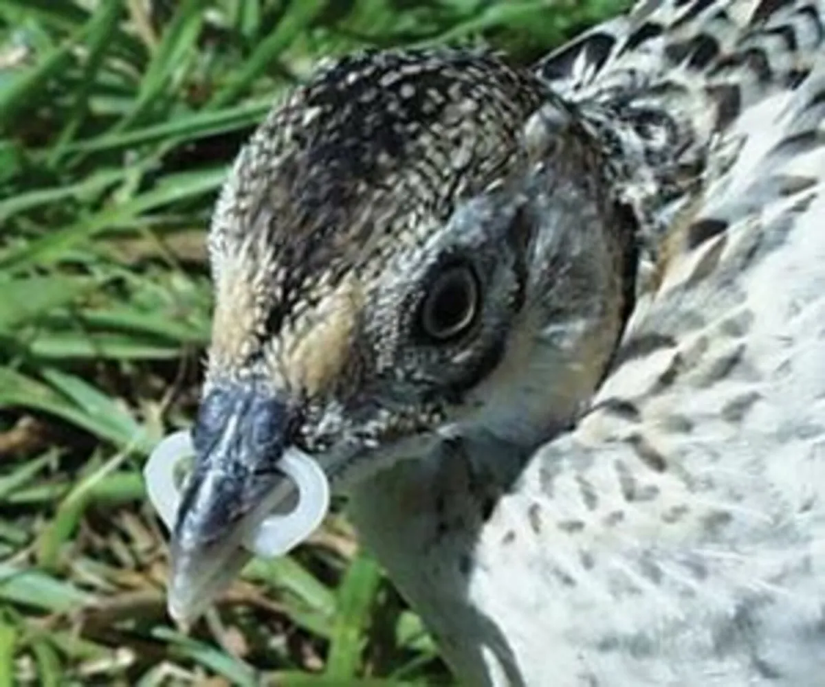 Beak Bits  for Chickens & Pheasants - Image 1