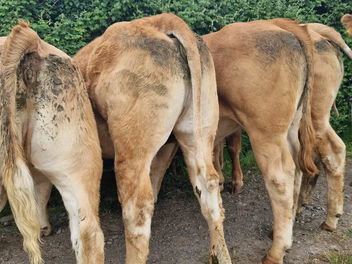 No 1 supplier of Heifers Nationwide. - Image 4