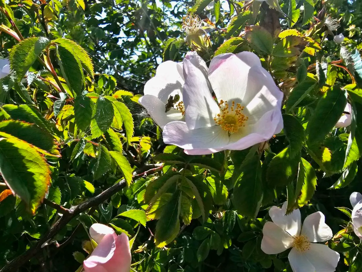 Native Hedging for Acres scheme available - Image 1