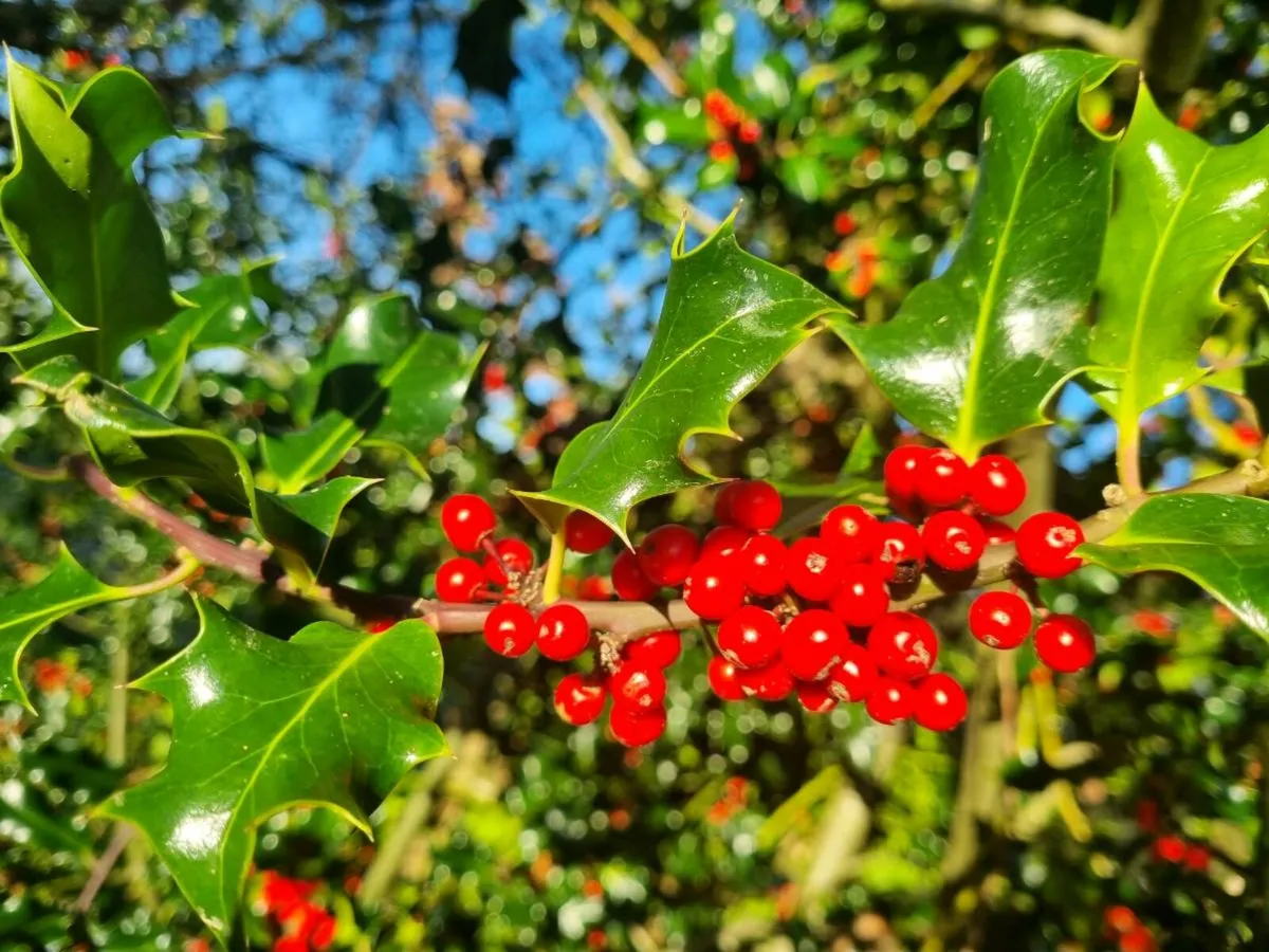 Native Hedging for Acres scheme available - Image 2