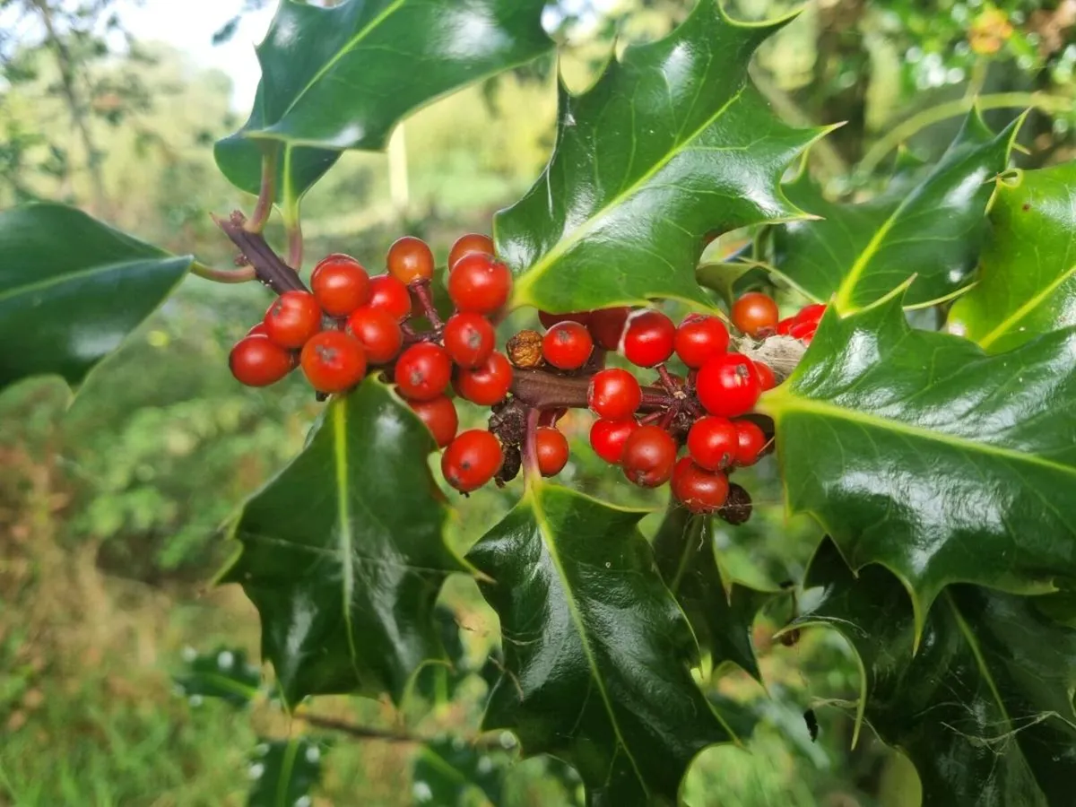 Native Hedging for Acres scheme available - Image 4