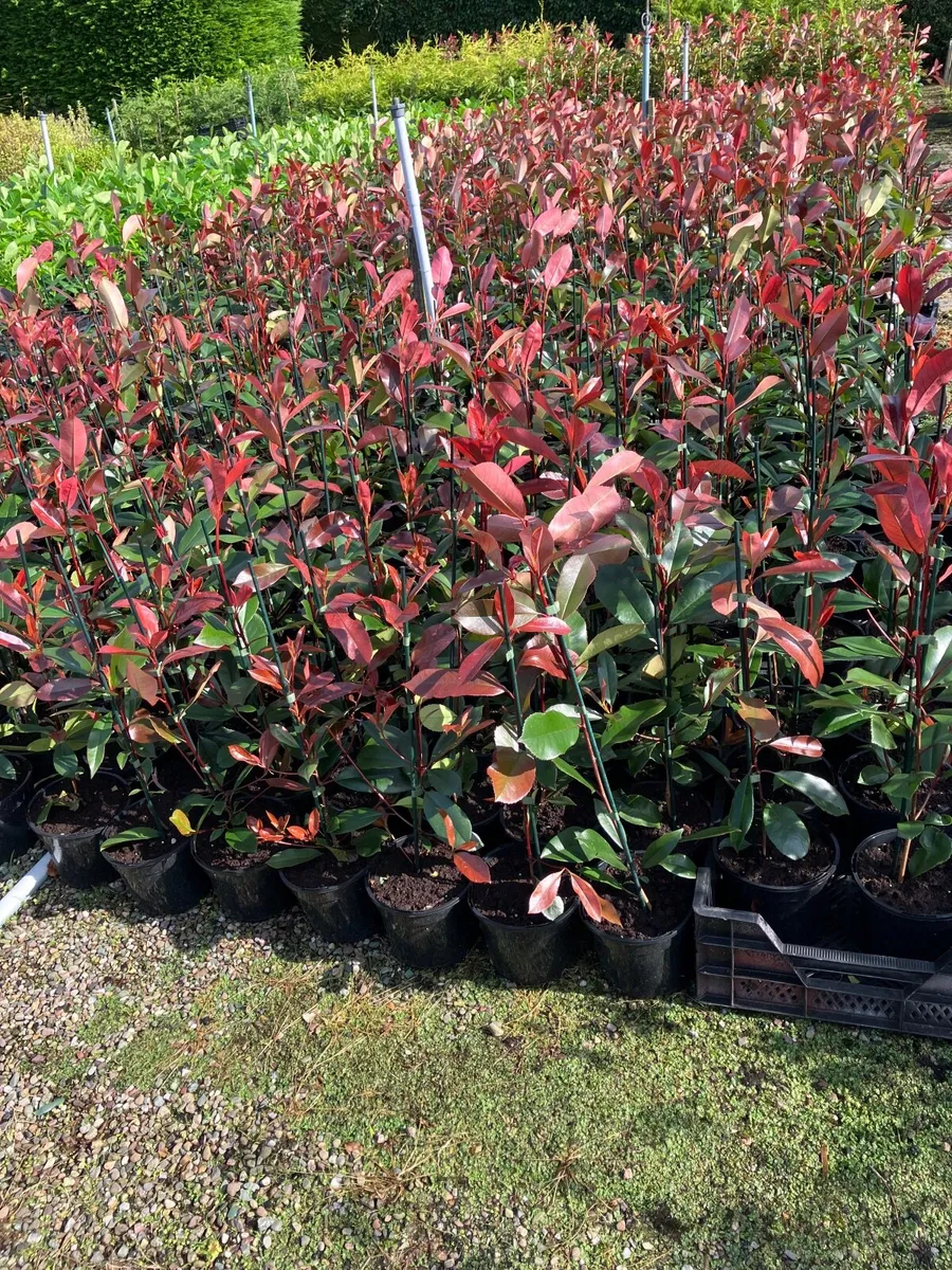 Beech  hedging - Image 3