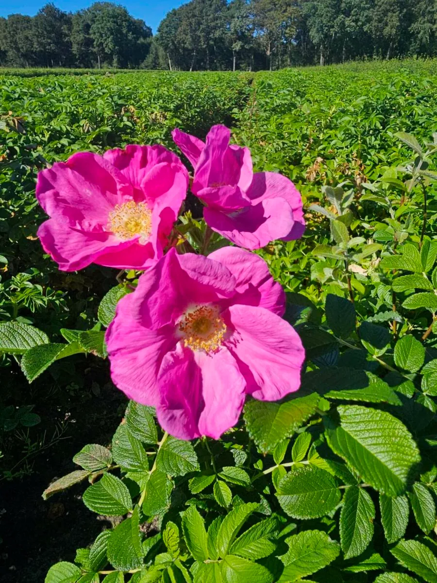 Acres nativehedging and trees available - Image 1