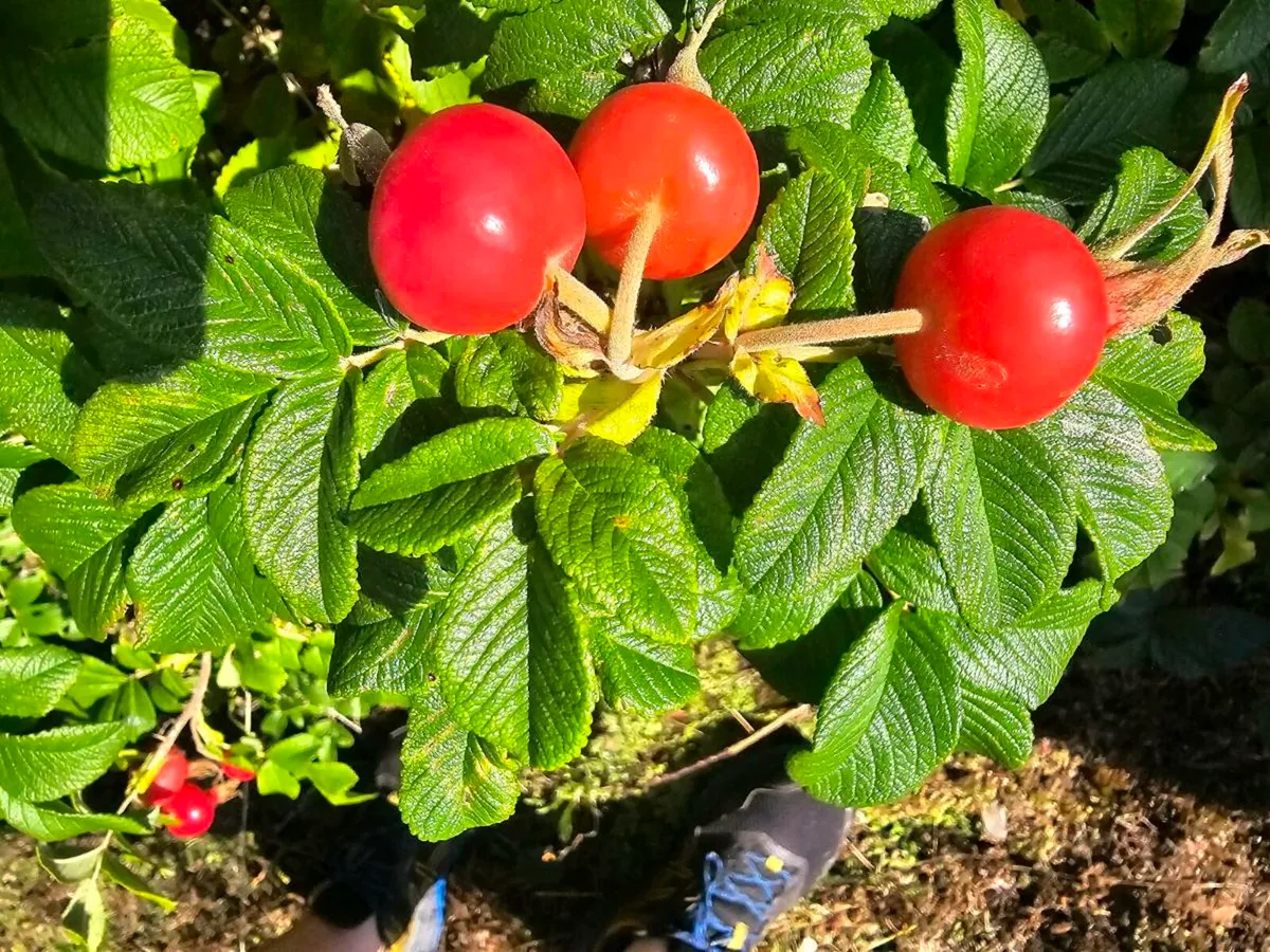 Acres nativehedging and trees available - Image 2