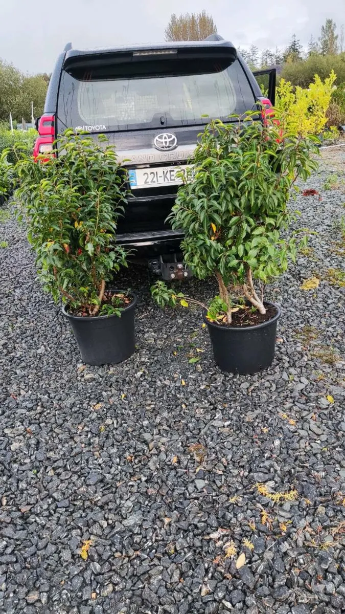 Instant Red Robin Hedge 5/6 FT - Image 2