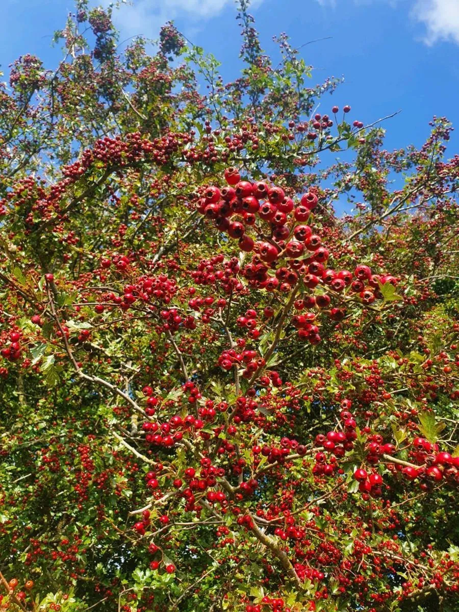 WHITETHORN FOR SALE €30 PER 100 - Image 3