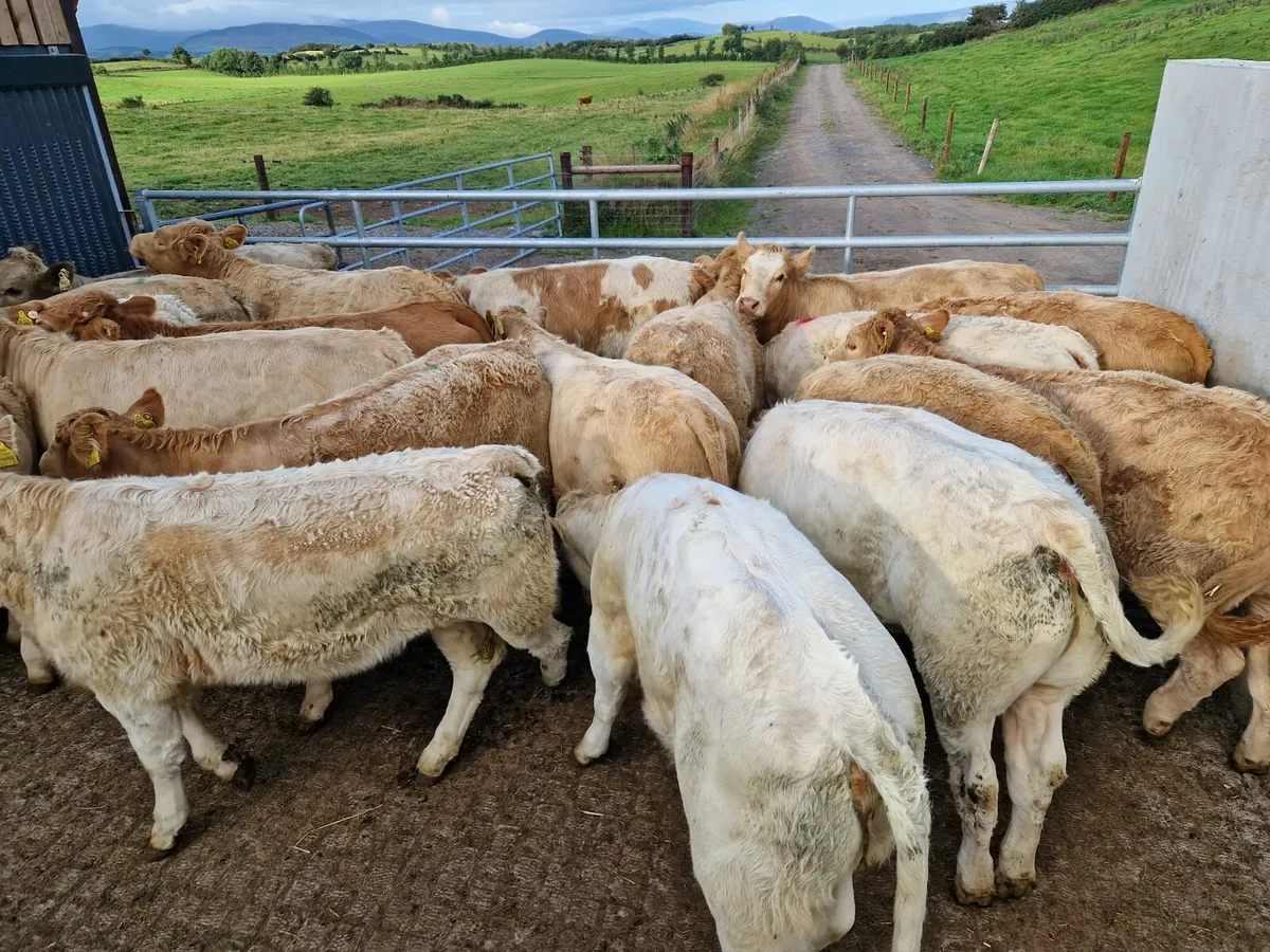 U Grade Heifers @MHF** - Image 4