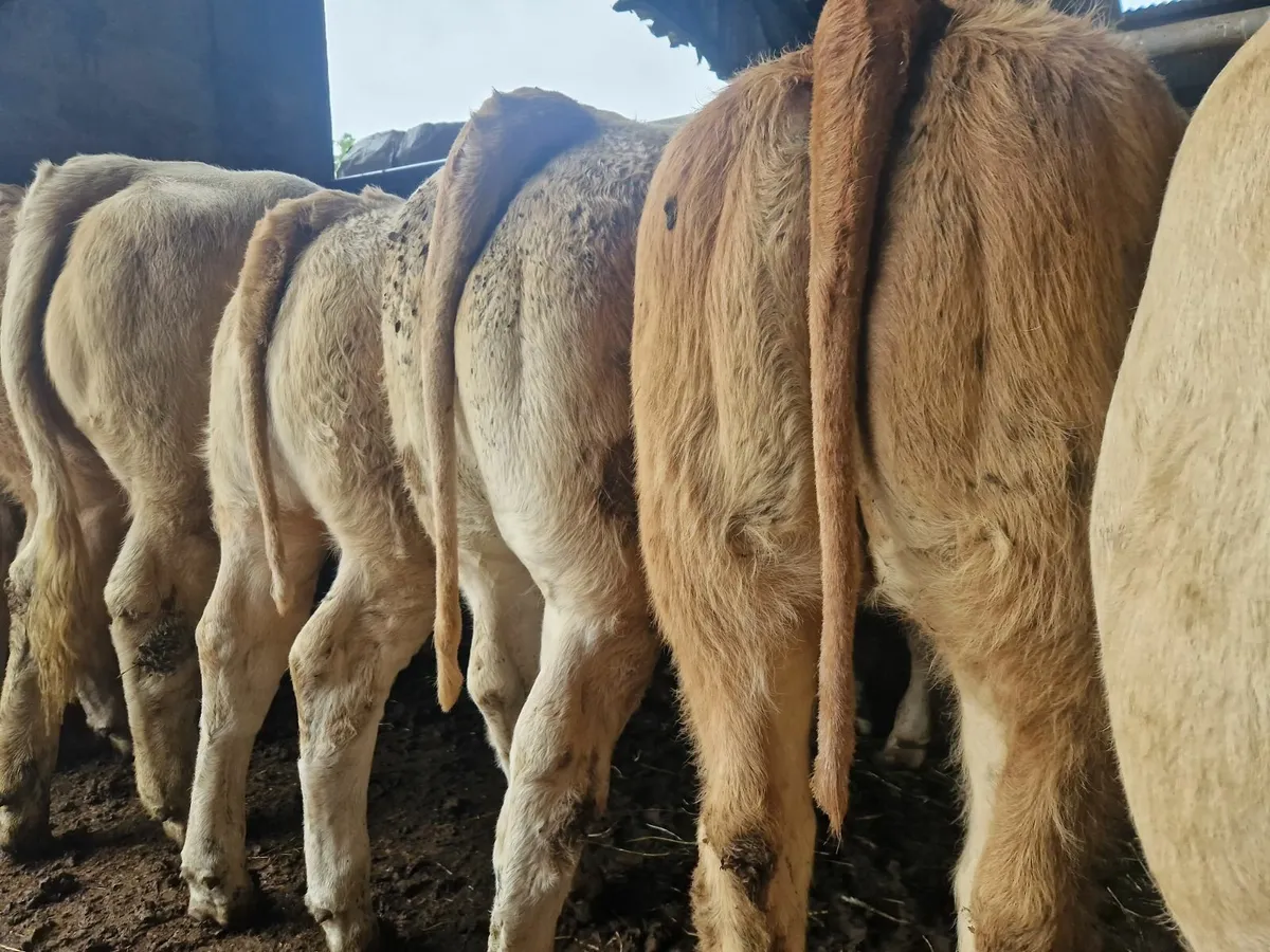 U Grade Heifers @MHF** - Image 1