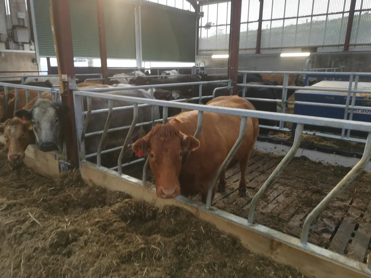 Cattle feed barriers, dividing gates and drinkers - Image 1