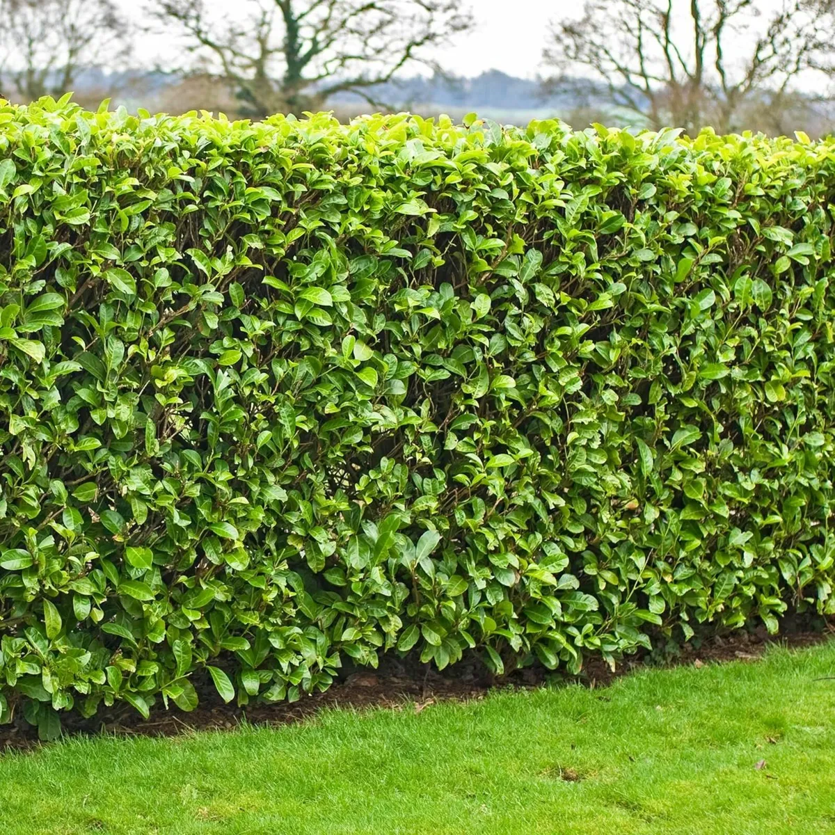 Hedge Cutting & Trimming Service   ✂️☘️☘️☘️ - Image 2