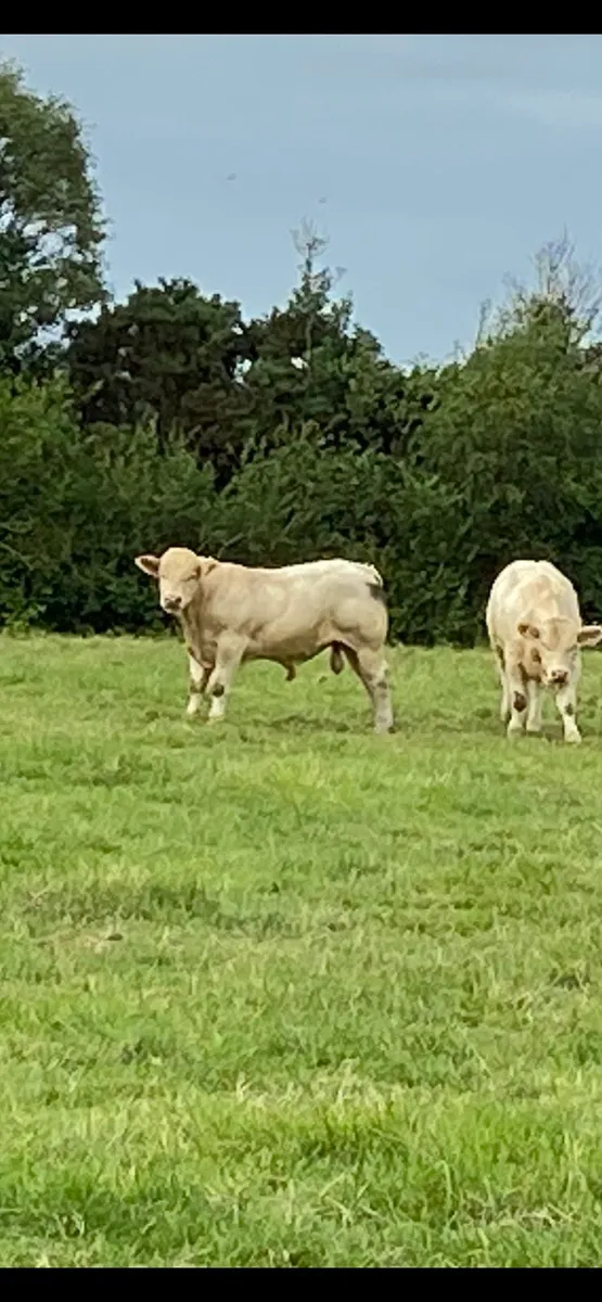 Easy Calving Charolais polled bulls - Image 3