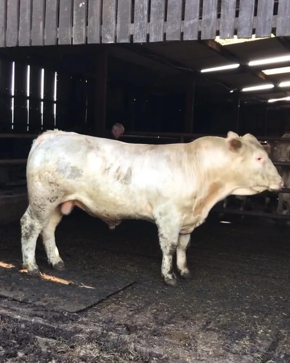 Easy Calving Charolais polled bulls - Image 4