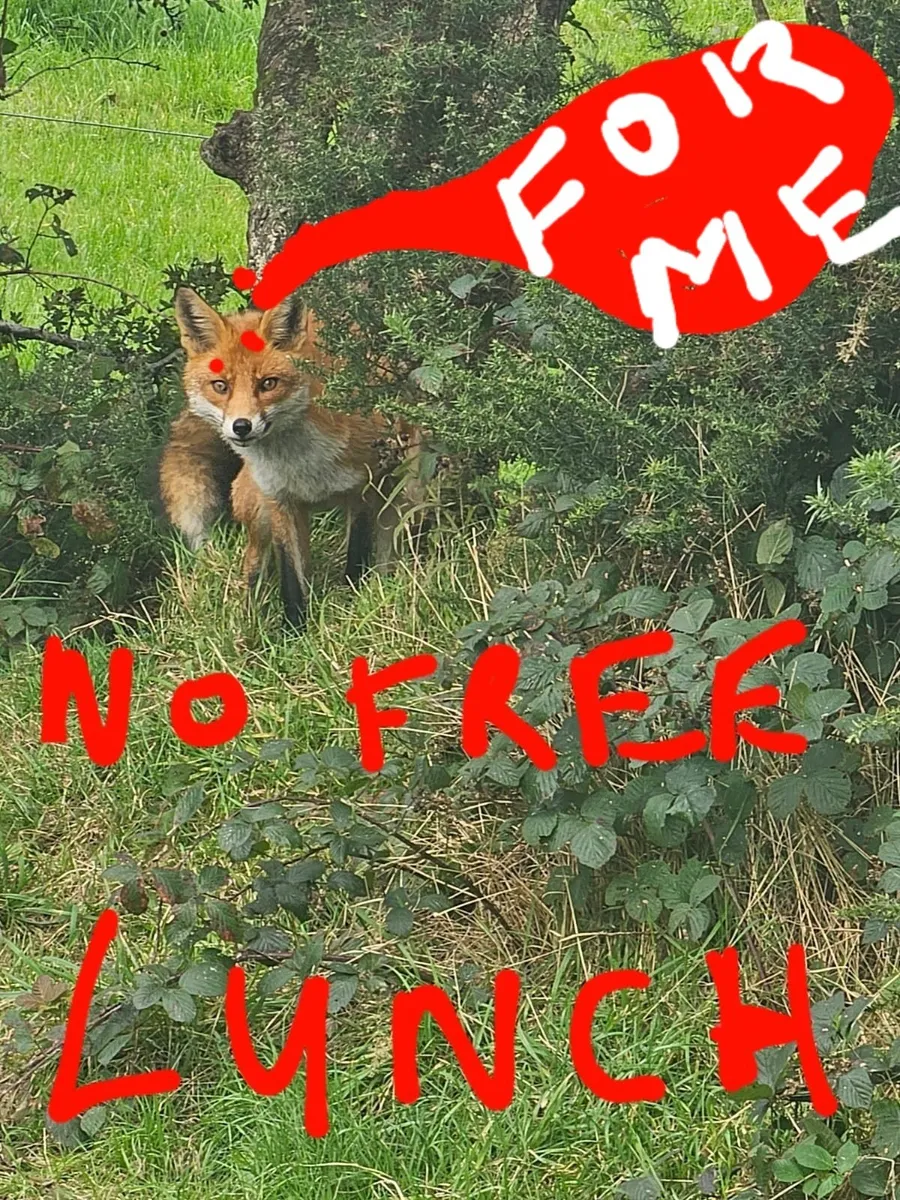 Wild pheasants 🌾🌿 - Image 1