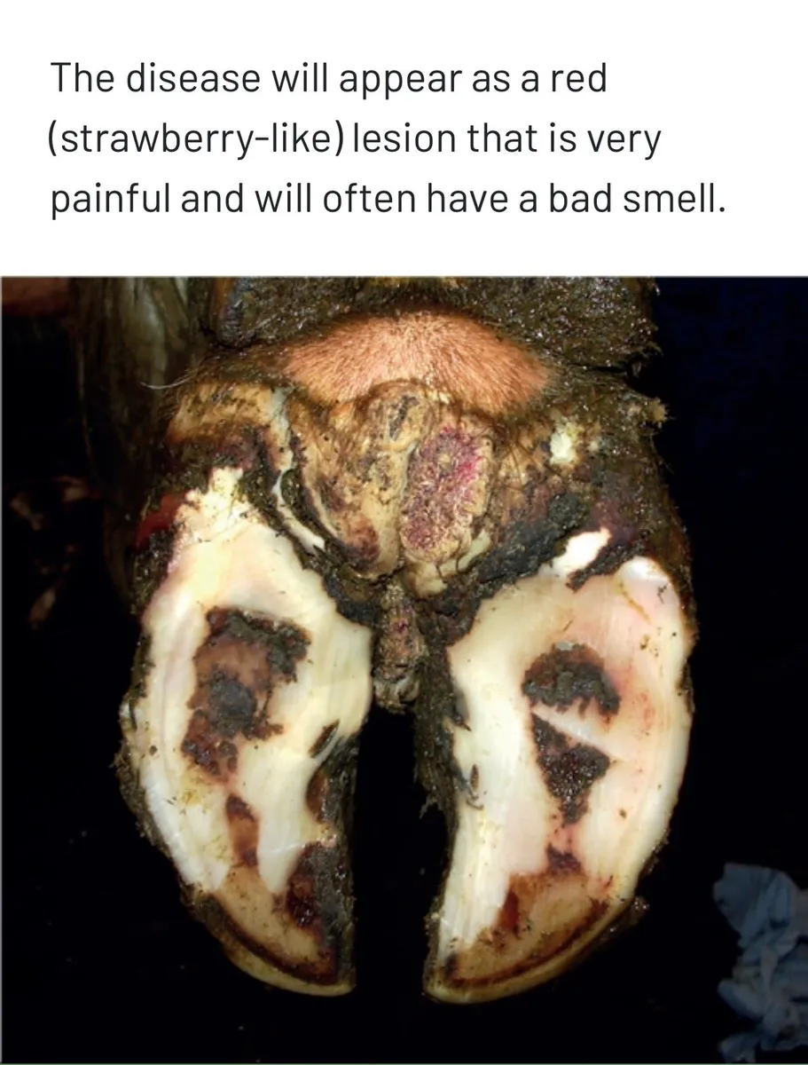 HEALMAX  Stop Mortellaro  Foot Rot - Image 3