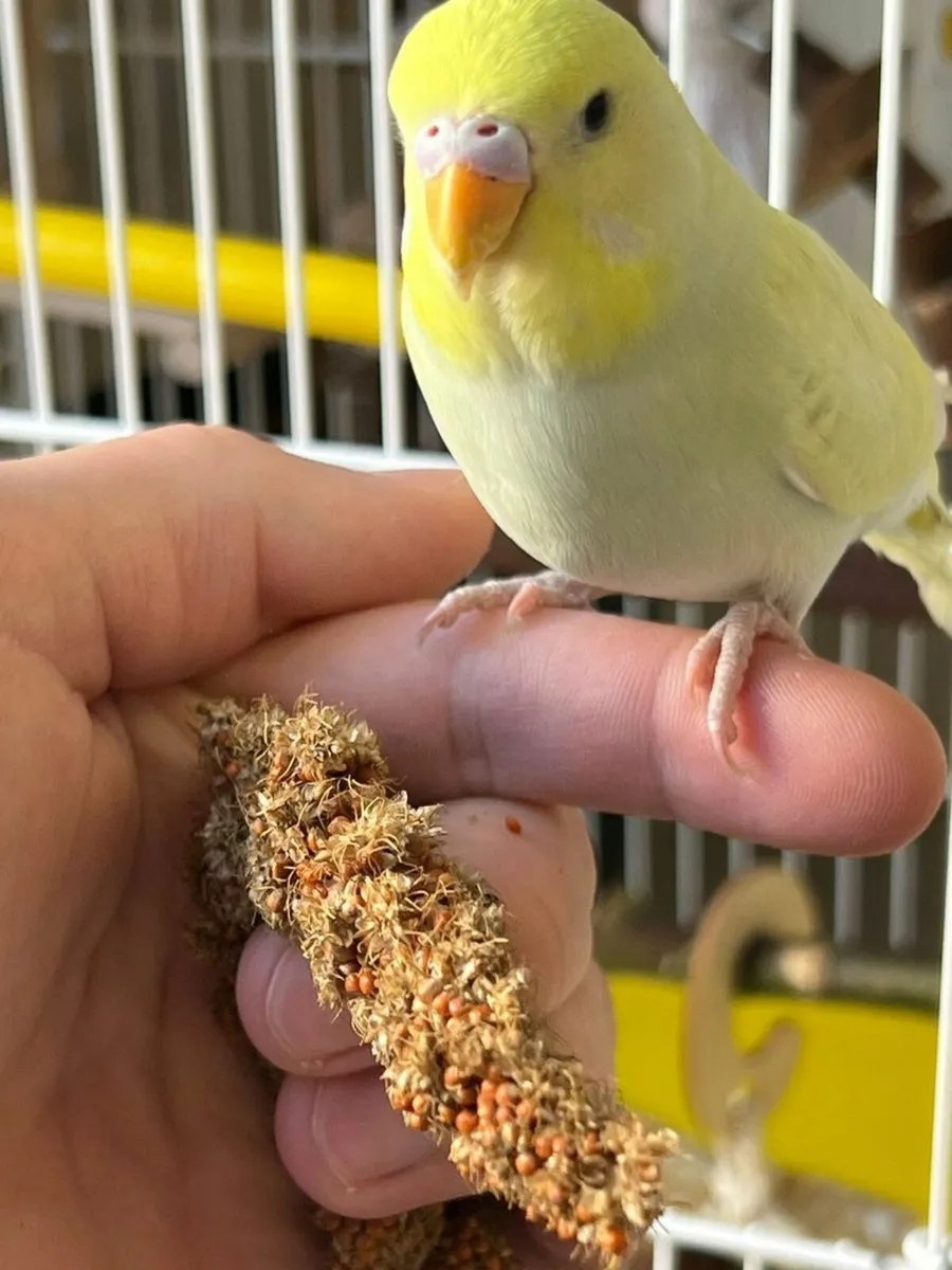 Budgies beautiful hand reared budgies also trained - Image 2