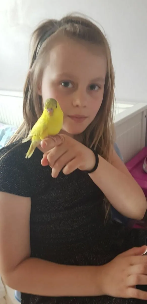 Budgies beautiful hand reared budgies also trained - Image 3