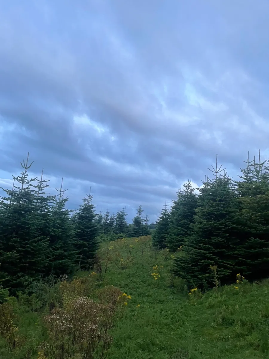 Christmas trees for sale - Image 1