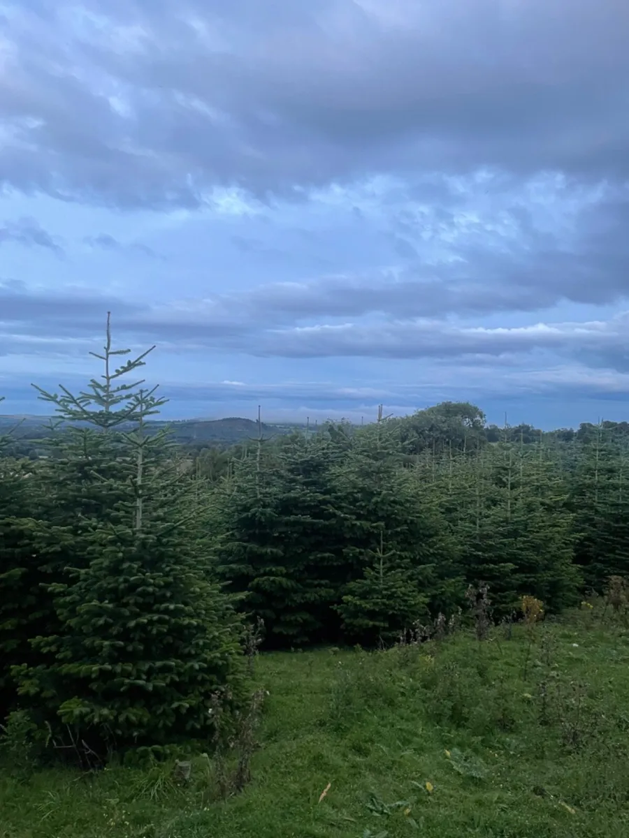 Christmas trees for sale - Image 2