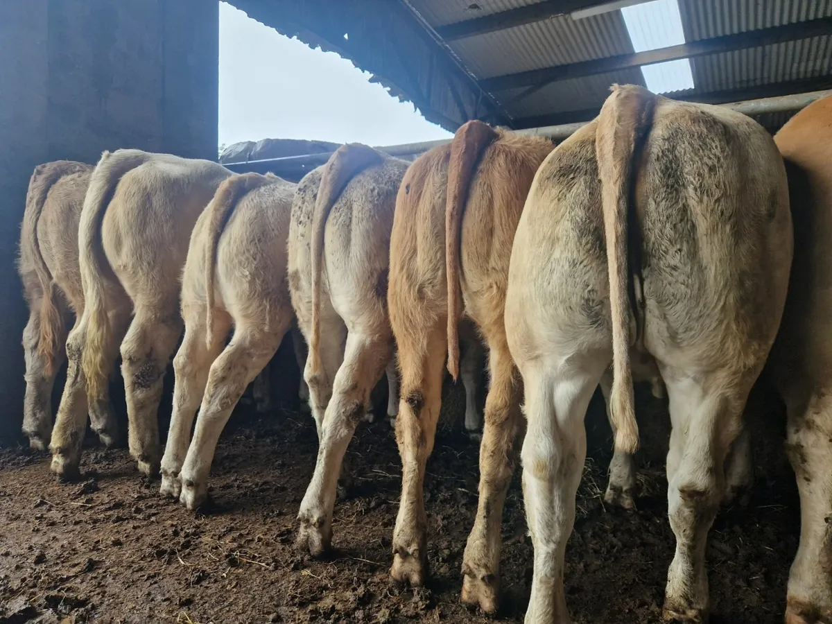 *2026 Weanling Heifers*Mulligan Heifer Farm ** - Image 1