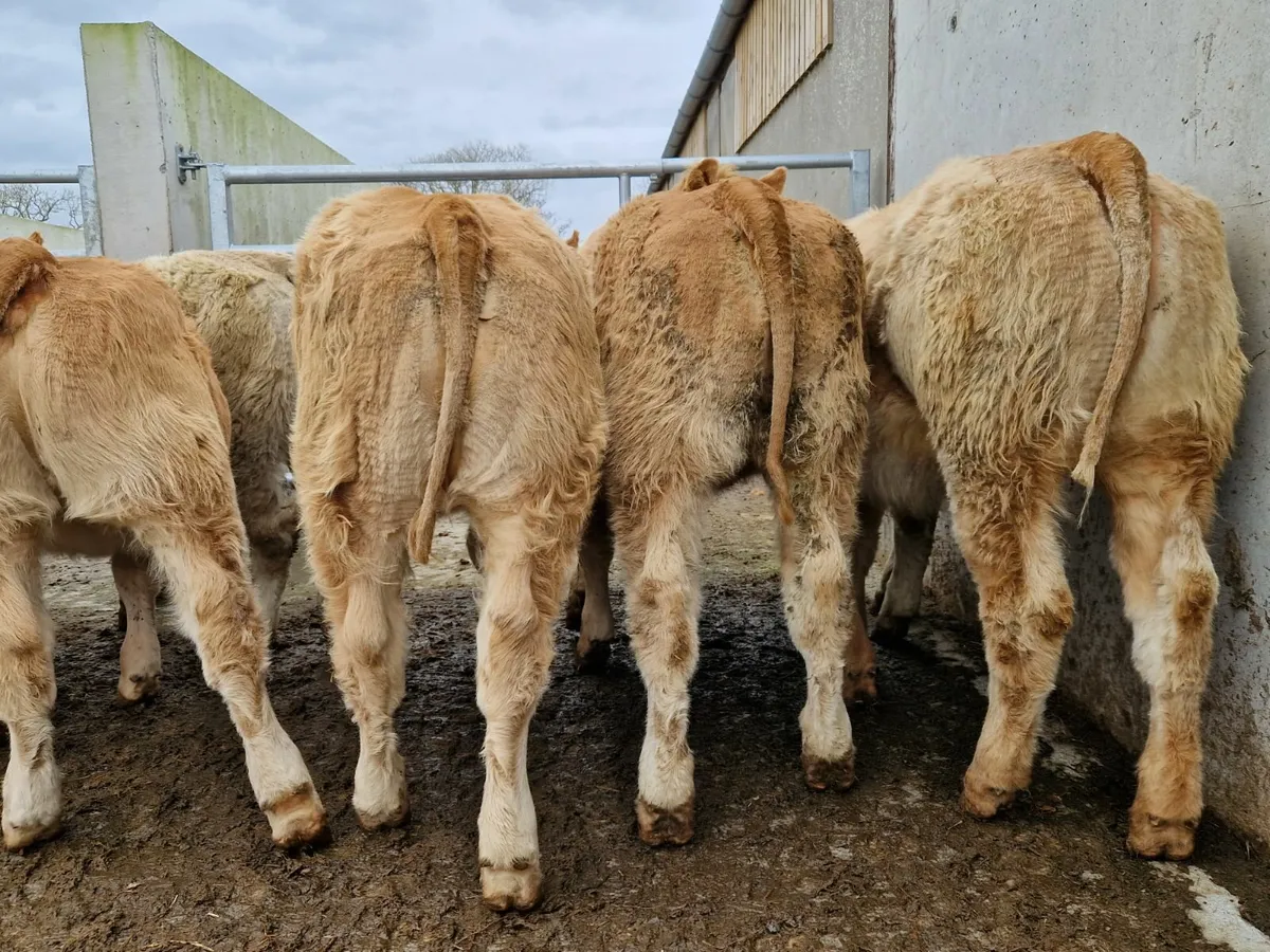2025 born Super Heifer Weanlings . - Image 2