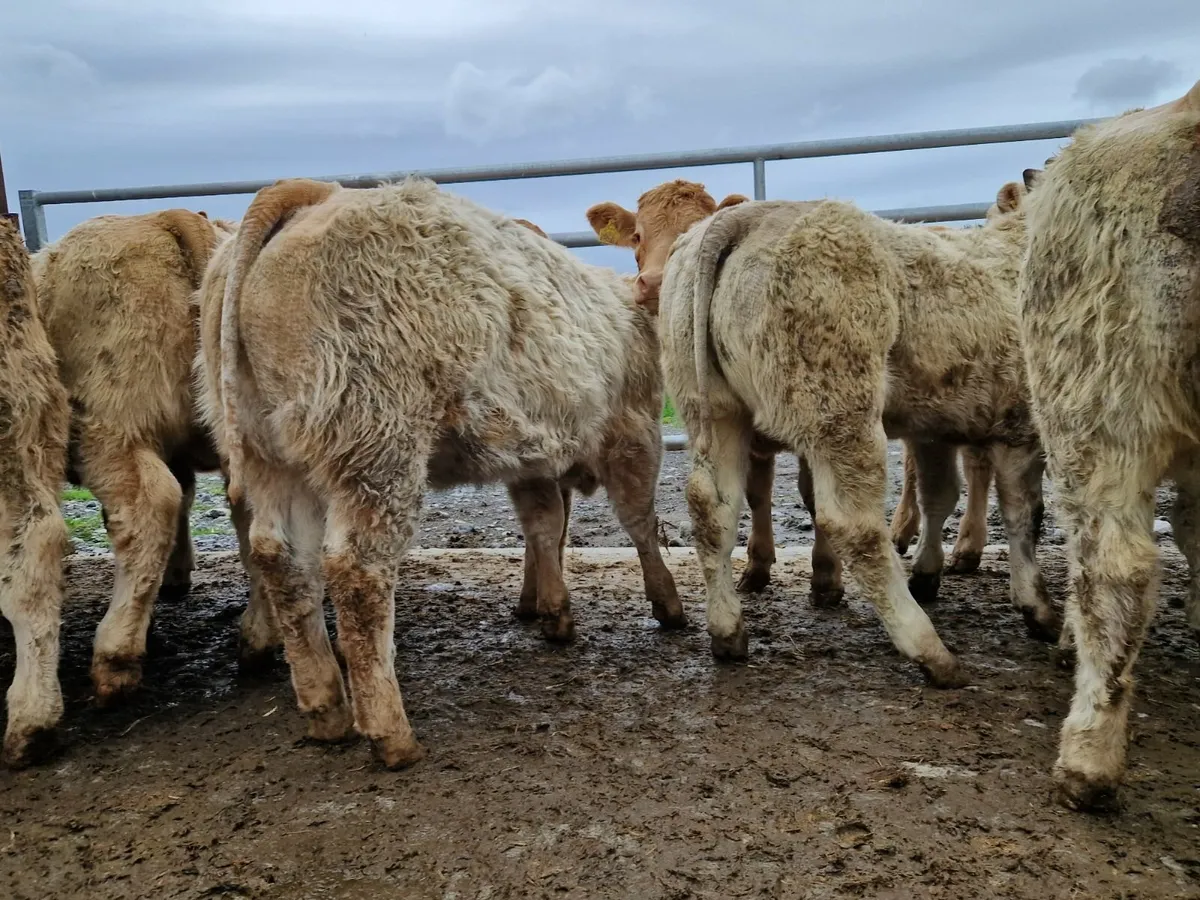 2025 born Super Heifer Weanlings . - Image 3