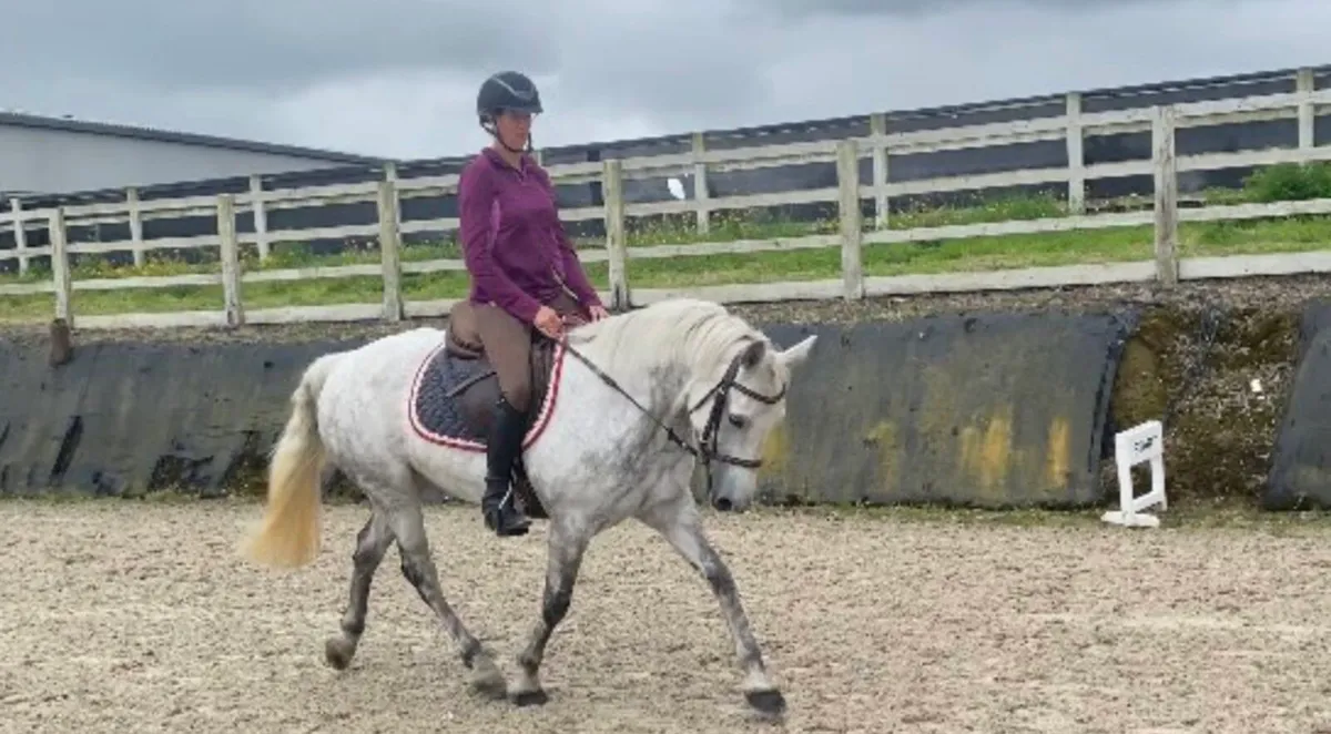 ***Full Livery Vacancy Available*** - Image 4