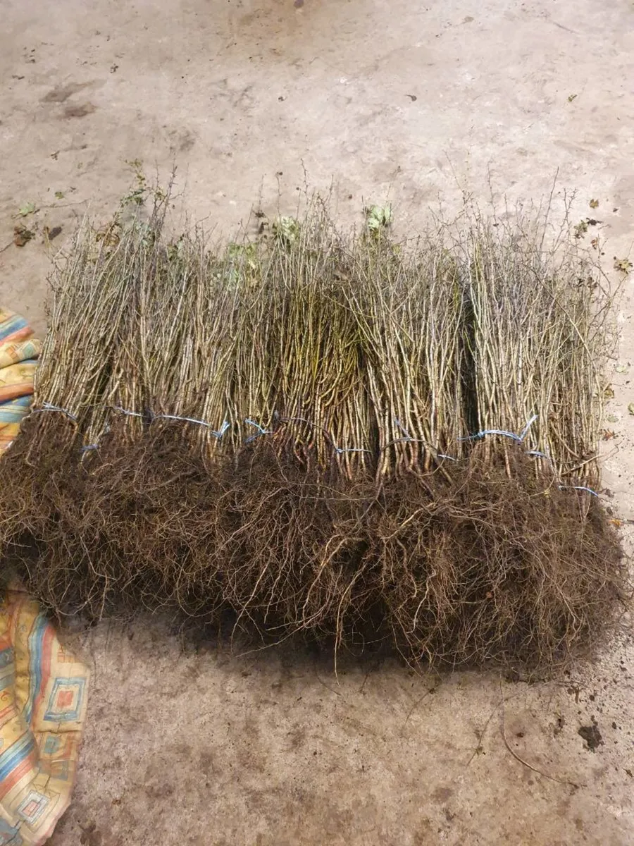 WHITETHORN QUICKS F0R SALE - Image 1