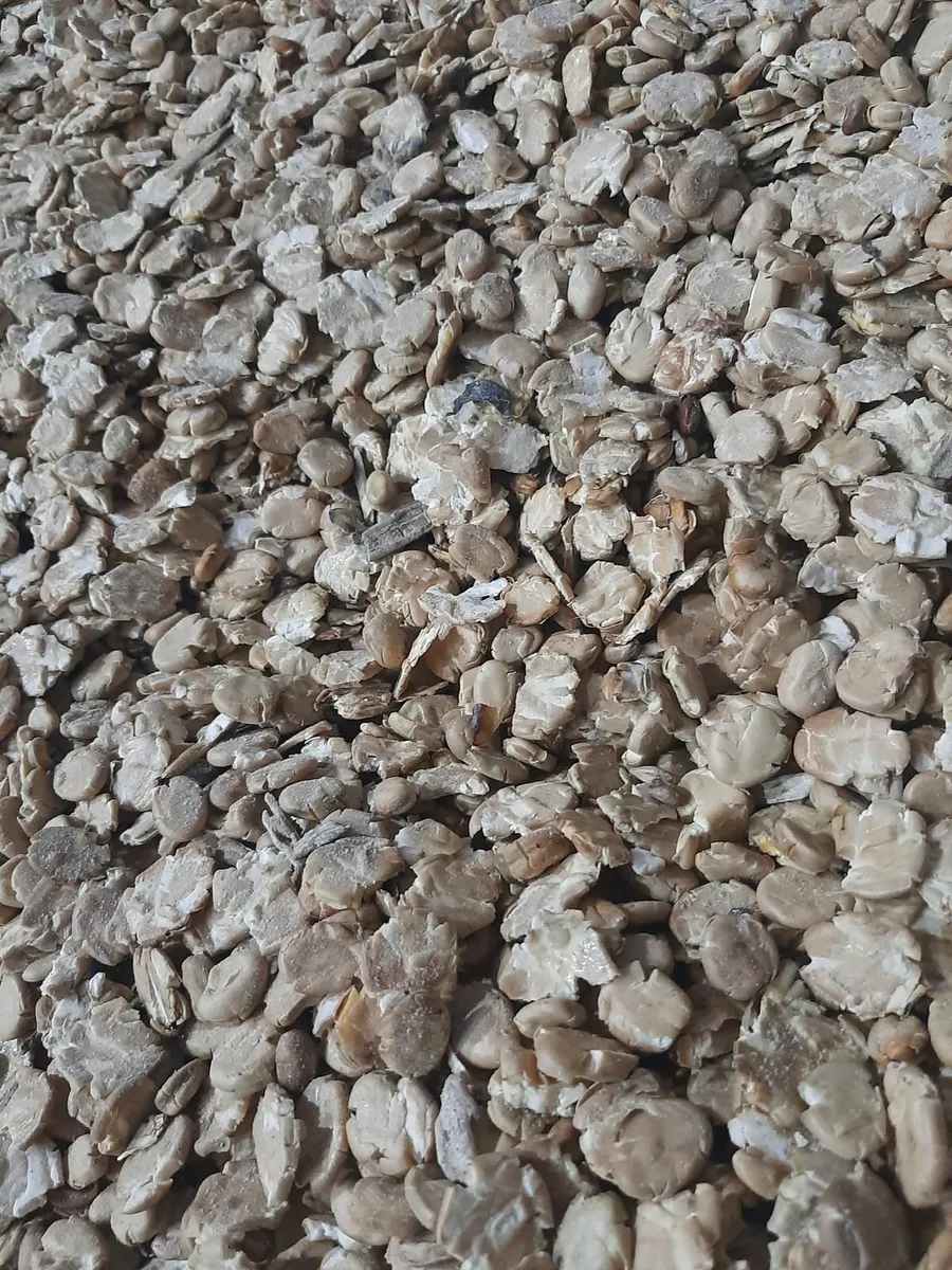 Sheep and lamb mix - Image 1