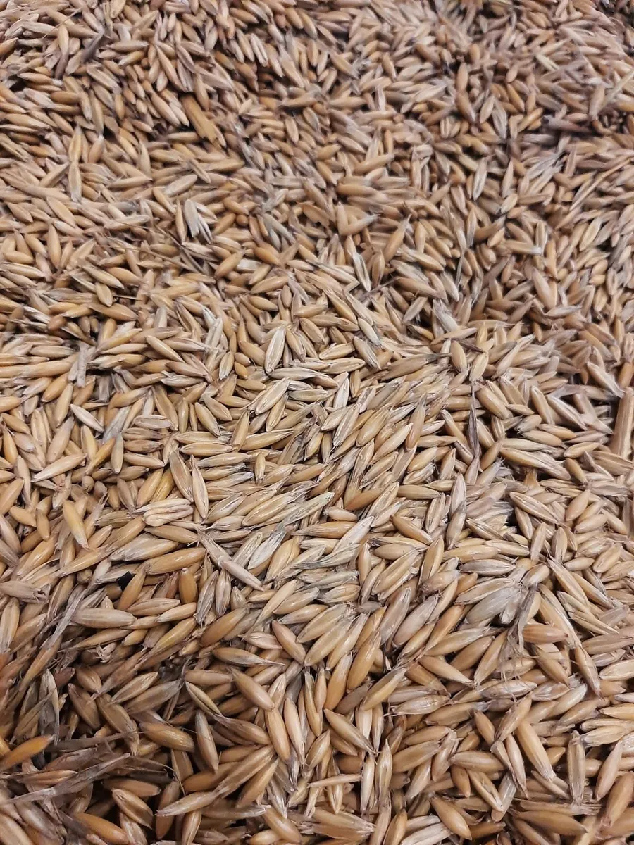 Sheep and lamb mix - Image 3