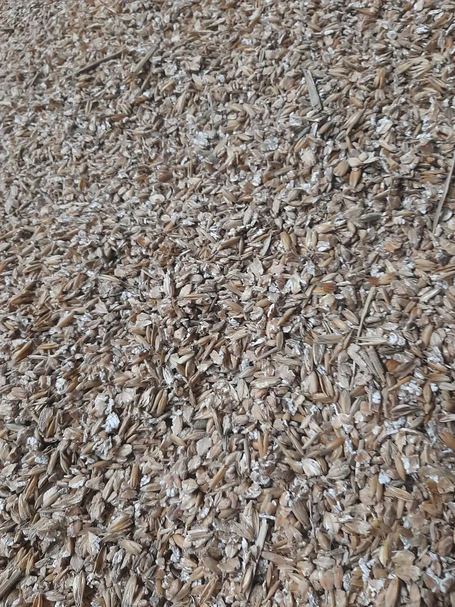 Sheep and lamb mix - Image 4