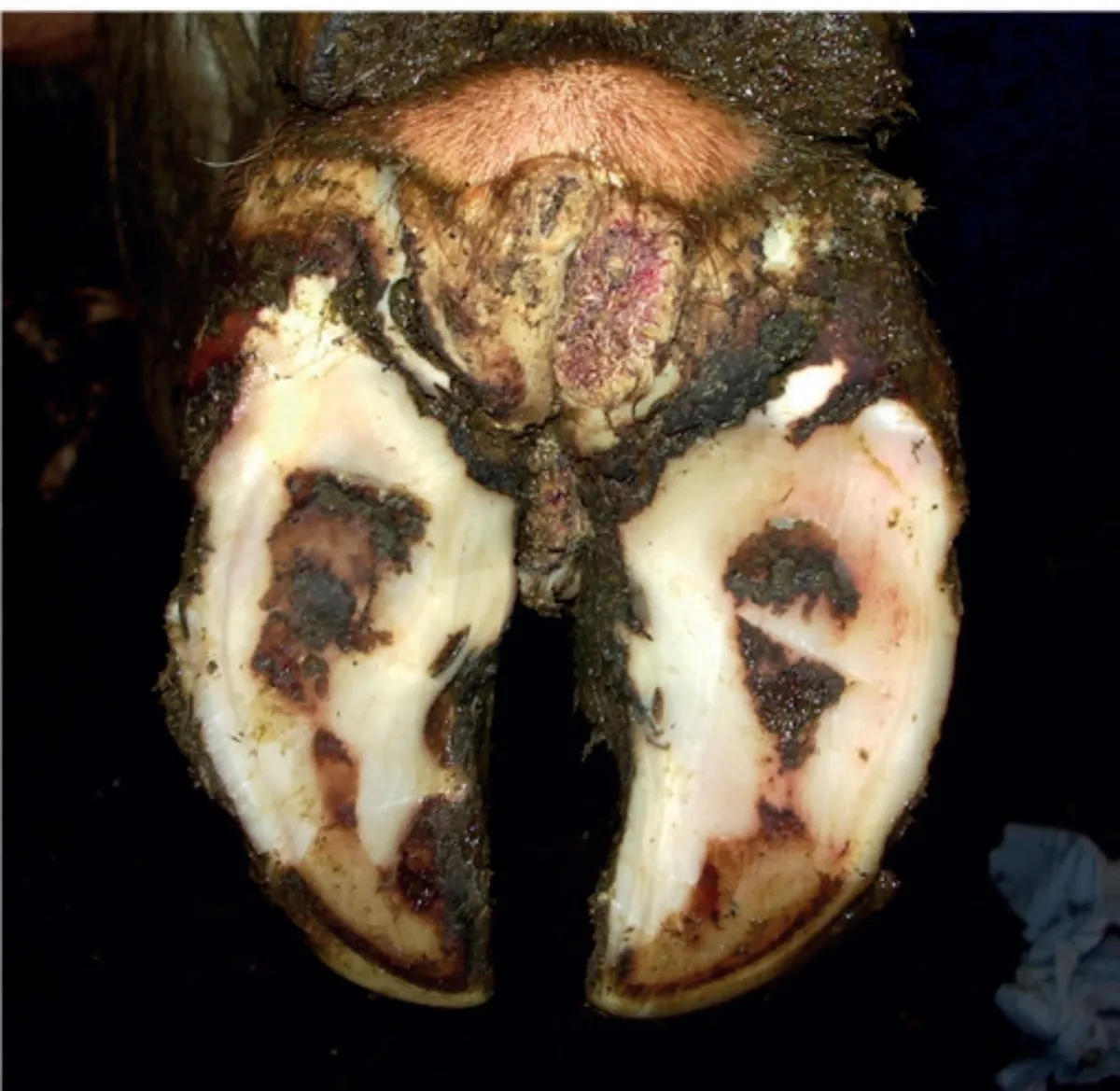 HEALMAX  Stop Mortellaro  Foot Rot - Image 2