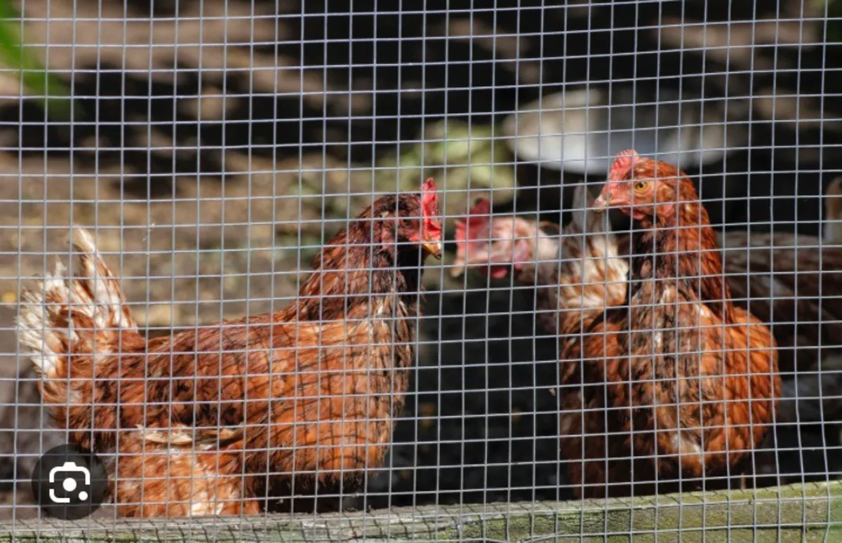 DISCOUNT POULTRY WIRE‼️‼️‼️ - Image 1