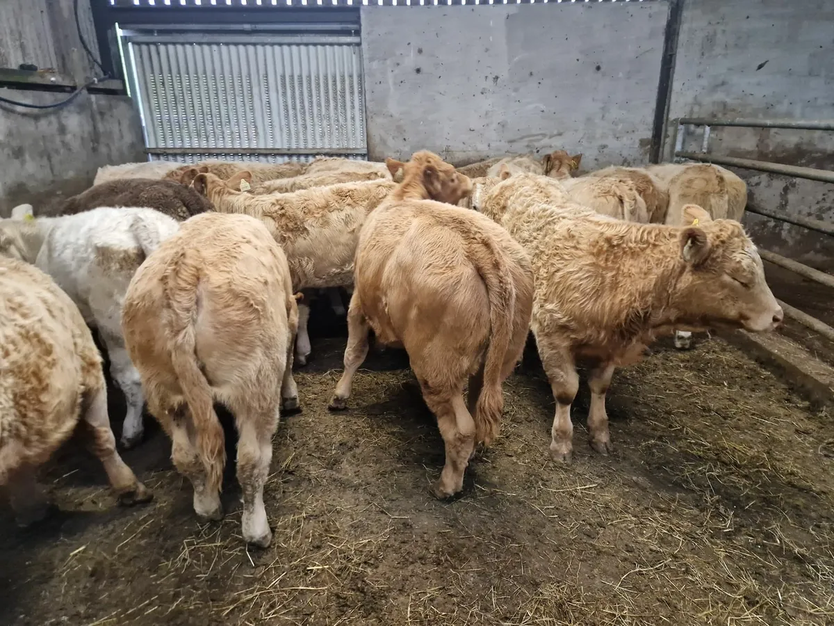 **Continental Heifers** - Image 1