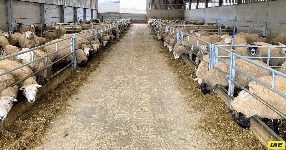 IAE Sheep Feed Hurdles , Feeders, IN STOCK