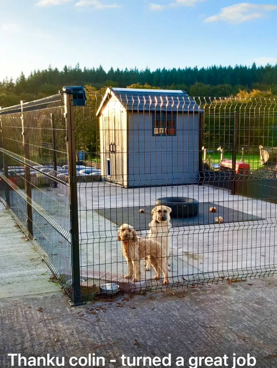 ALL IRELAND☘️CLASSY DOG RUNS.. NO VAT - Image 3