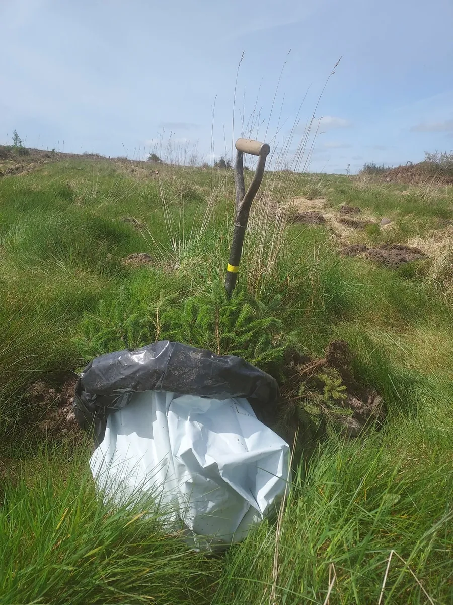 Native Tree Area Grant - Image 1