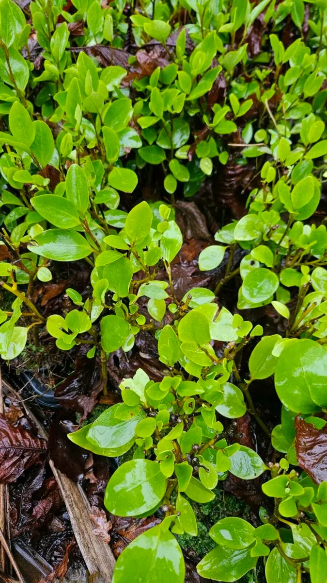 Griselina Hedging ONE EURO - Image 4