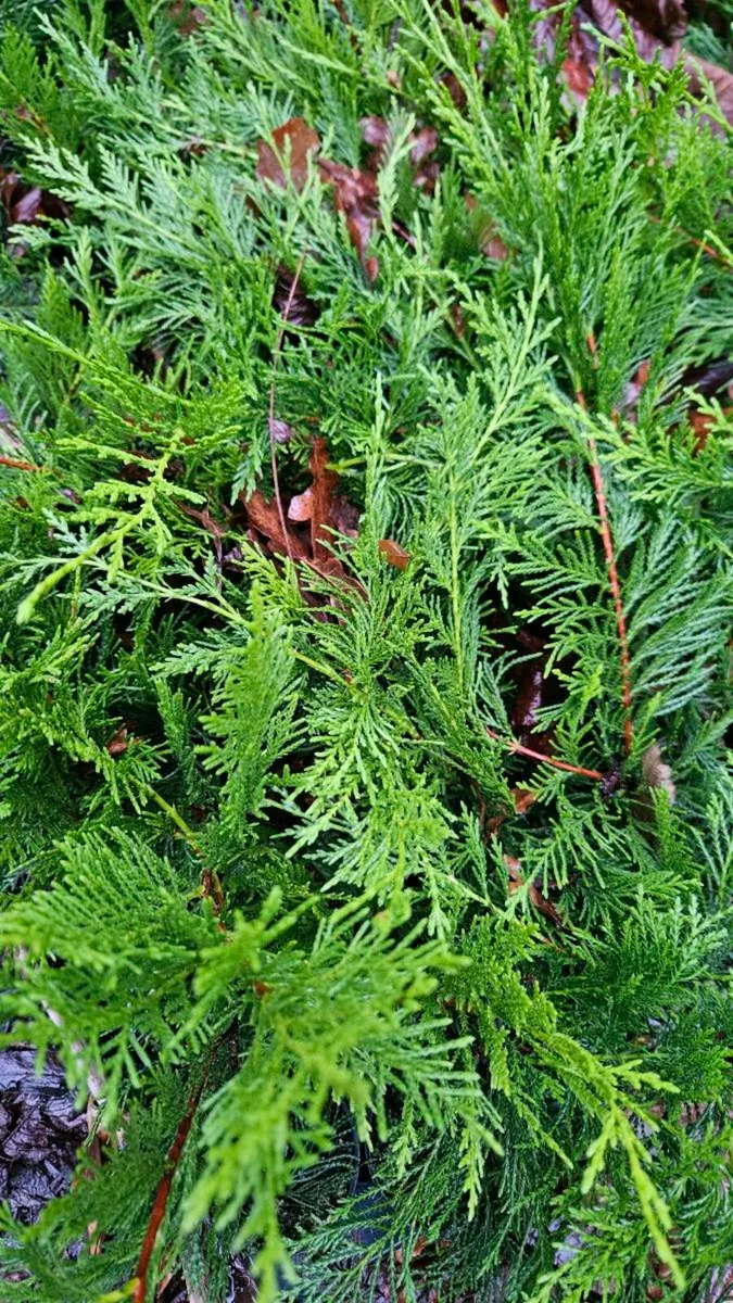 Griselina Hedging ONE EURO - Image 3