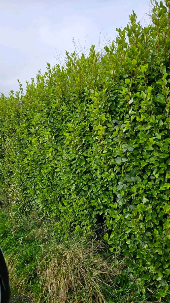 Griselina Hedging ONE EURO - Image 1