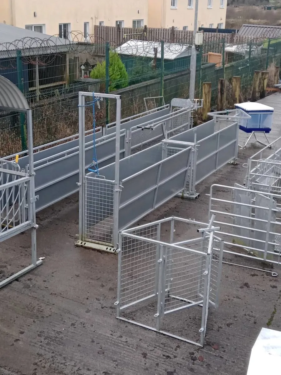 SHEEP RACE *** CHOICE*** - Image 2