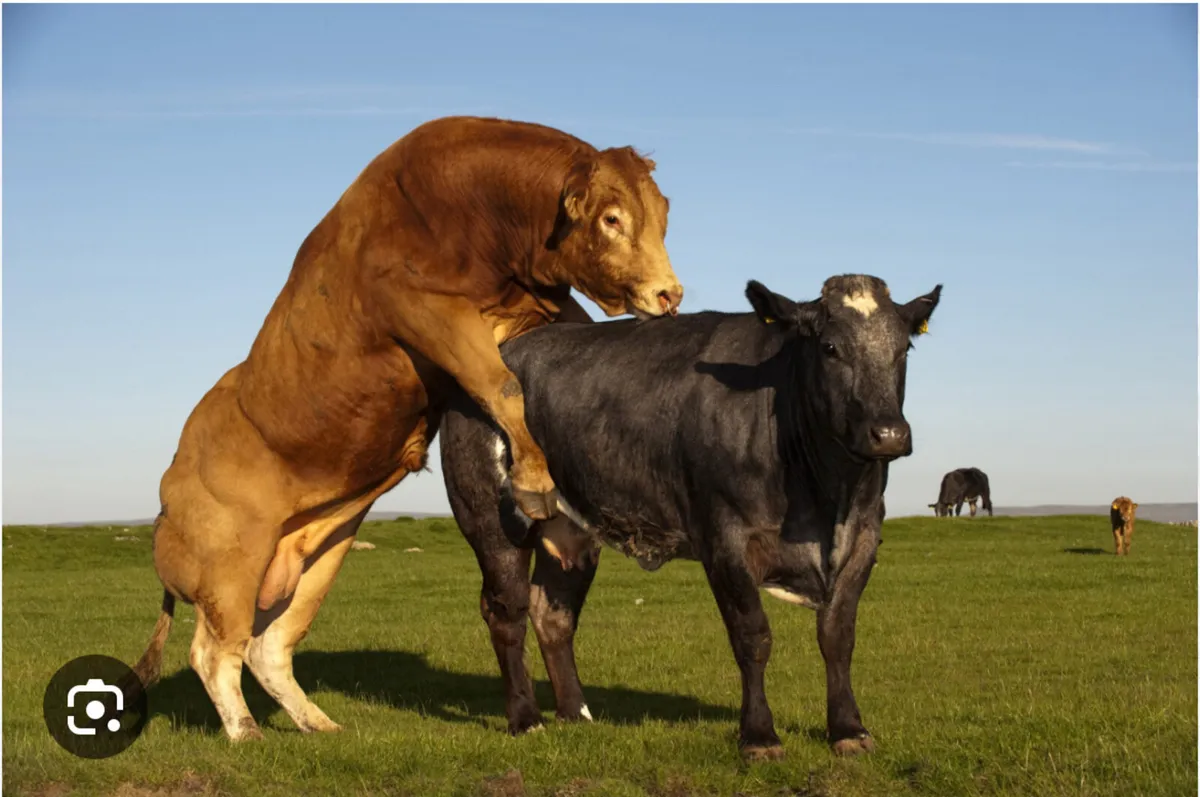 Bull semen analysis 2026 - Image 3