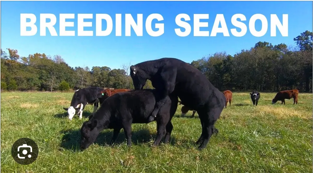 Bull semen analysis 2026 - Image 4