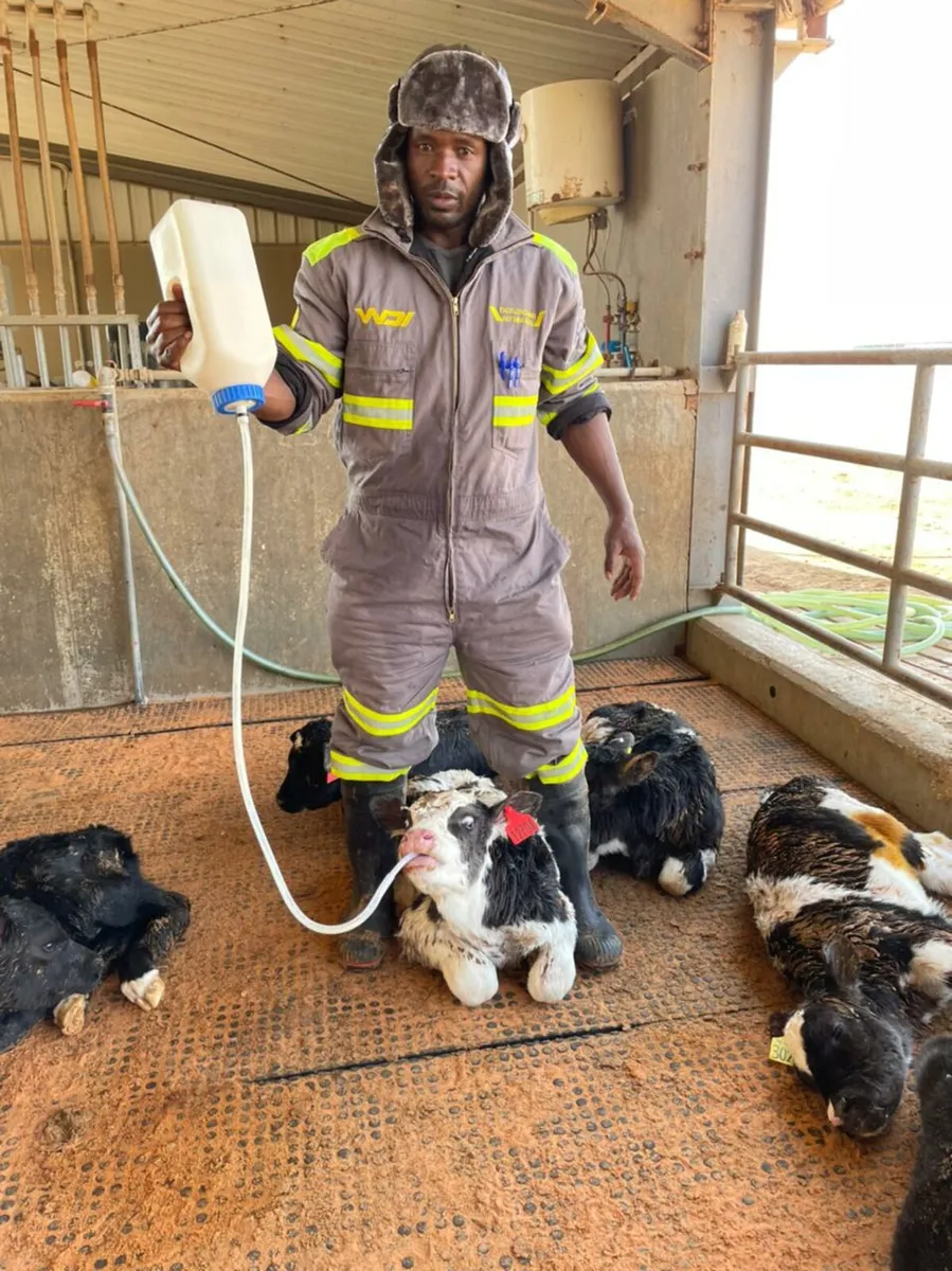 Skilled Dairy Farm Worker.s Available Nationwide - Image 3