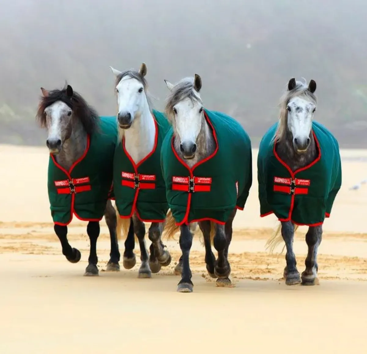 Horse Rug Wash and Repair Service - Image 1