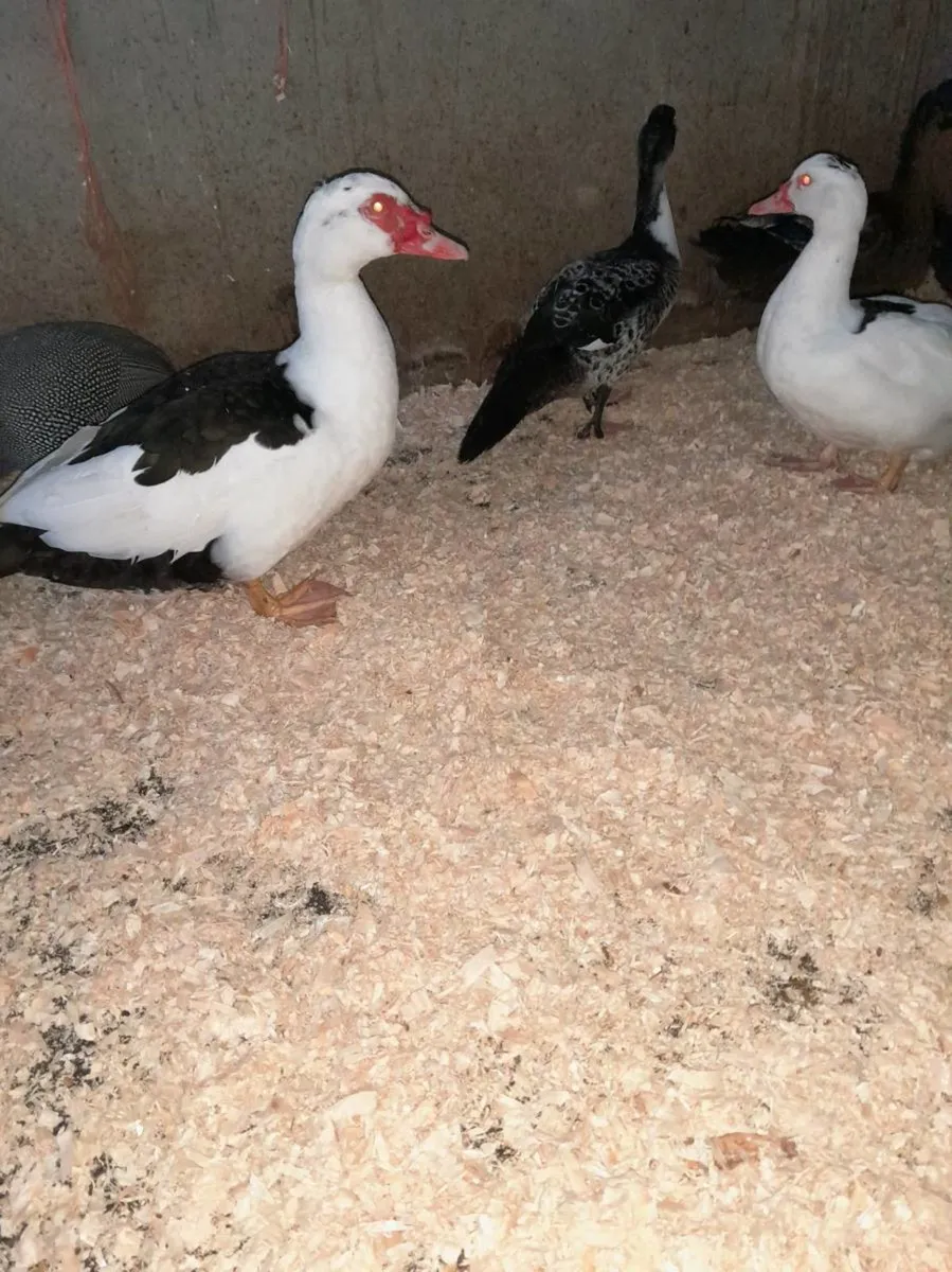 Pullets,  ducks - Image 3