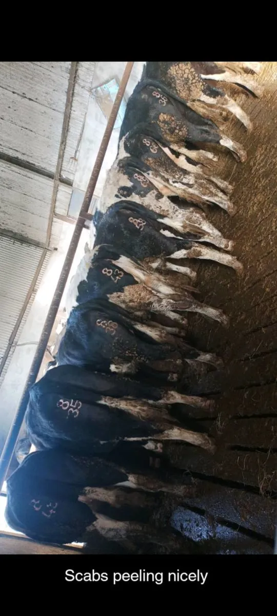 Freeze Branding/Hoof Trimming - Image 2