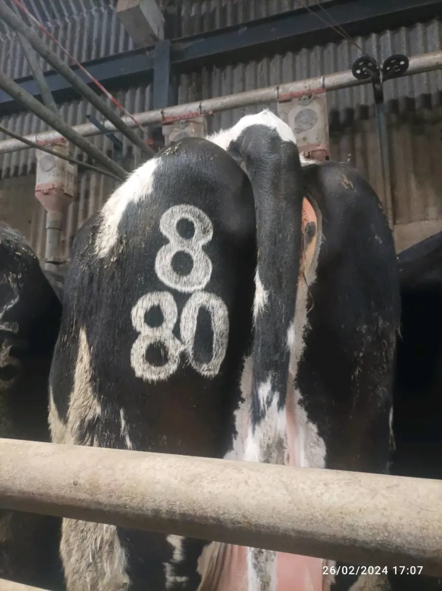 Freeze Branding/Hoof Trimming - Image 1