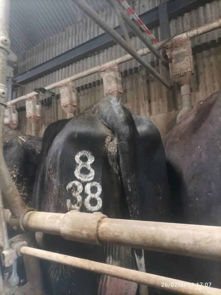 Freeze Branding/Hoof Trimming - Image 3