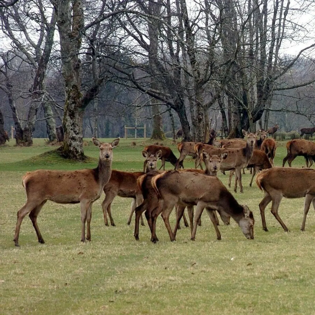 Deer management (free) - Image 2